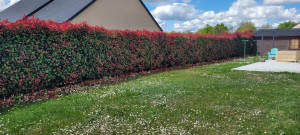 Photo de galerie - Taille de haies et d'arbustes