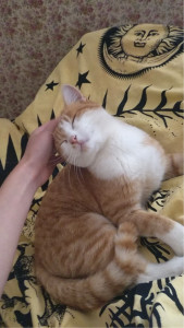 Photo de galerie - Grosse séance câlins avec mon petit matou 