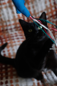 Photo de galerie - Orage minette noire