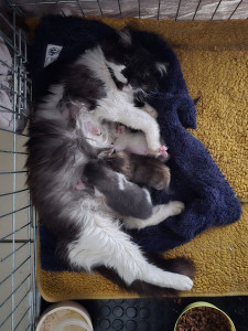 Photo de galerie - Garde chat