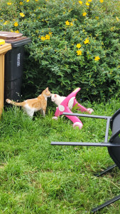 Photo de galerie - Ron et Harry ❤️❤️