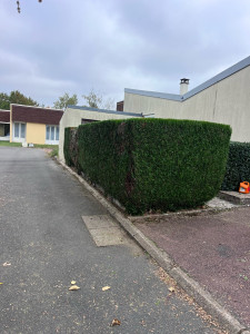 Photo de galerie - Taille de haie 