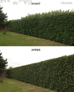 Photo de galerie - Prestations haieAvant/Après 
