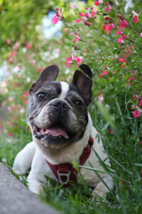 Photo de galerie - Photo d'un vieux chien lors d'un séjour de Petsitting chez moi 