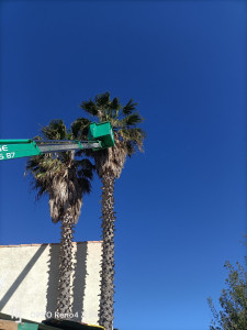 Photo de galerie - Taille de palmier jusqu'à 18 mètres 