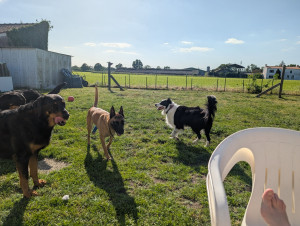Photo de galerie - Pet sitter professionnelle je me déplace à votre domicile pour m'occuper de vos animaux et les balader au besoin