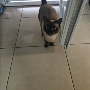 Photo de galerie - Garde chat