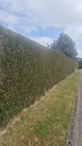 Photo de galerie - Taille de thuya 