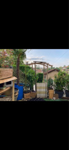 Photo de galerie - Création d’une petite terrasse à l’aide de d ifférents, arbustes, palmiers, etc.