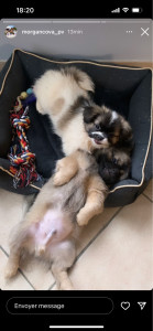 Photo de galerie - Garde de chiot 