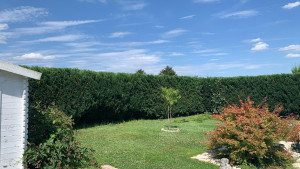 Photo de galerie - Taille d'une haie de cyprès.
