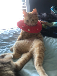 Photo de galerie - Garde animaux