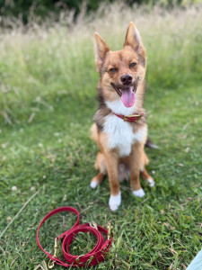 Photo de galerie - Volt, Pomsky, 10 mois.