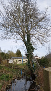 Photo de galerie - Coupe d'un noyer dans une cour proche d'habitation. 
