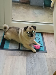 Photo de galerie - Garde chien