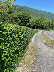 Photo de galerie - Taille de haies et d'arbustes