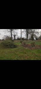 Photo de galerie - Elagage et coupe d'arbres