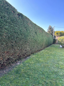 Photo de galerie - Taille de haies et d'arbustes