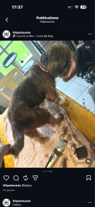 Photo de galerie - Toilettage