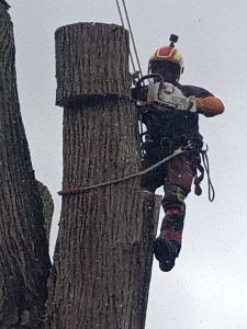 Photo de galerie - Elagage et coupe d'arbres