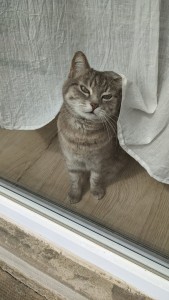 Photo de galerie - Voici mon chat qui est heureuse que je rentre chez moi. 