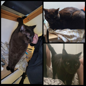 Photo de galerie - Garde de Bagheera à mon domicile pendant 3 semaines