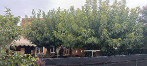 Photo de galerie - Elagage et coupe d'arbres