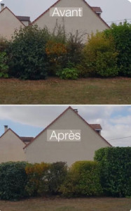 Photo de galerie - Taille de haie et arbuste 
