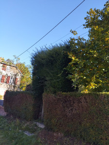Photo de galerie - Taillage de haie et réduire la hauteur 