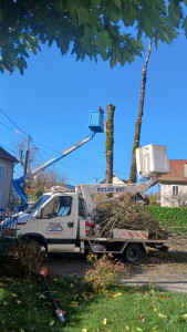 Photo de galerie - Elagage et coupe d'arbres