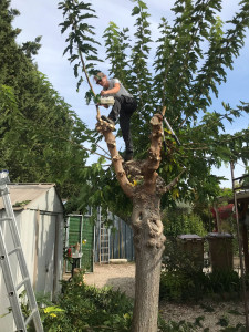 Photo de galerie - Petit élagage 