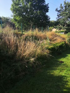 Photo de galerie - Tonte de pelouse - Débroussaillage