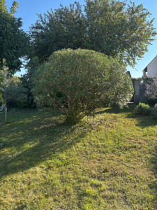 Photo de galerie - Taille de laurier 