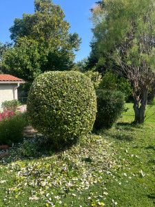 Photo de galerie - Arbuste 