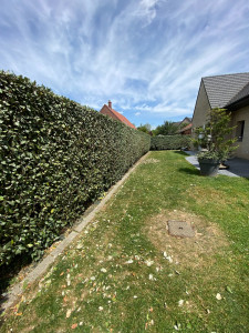 Photo de galerie - Taille de haies