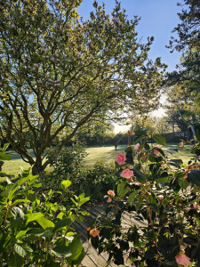 Photo de galerie - Entretien pelouse taille de haies 
