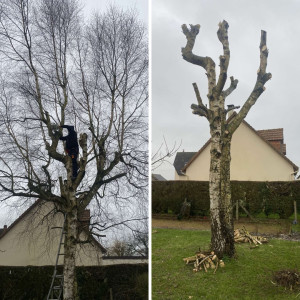 Photo de galerie - Un bon rafraîchissement d’un arbre sur la demande du client