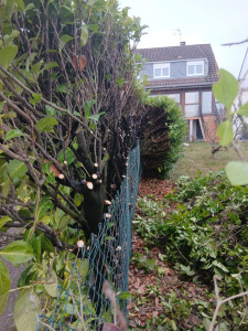 Photo de galerie - Avant : abattage de haie très épais depuis le voisin 