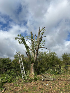 Photo de galerie - Après une grosse taille par la demande d’un client