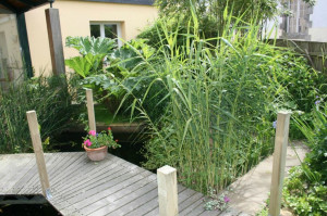 Photo de galerie - Ponton en bois et bassin aquatique végétalisé à Rezé
