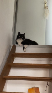 Photo de galerie - Garde d’un petit chat pendant 10 jours. il était adorable ?