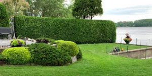 Photo de galerie - Tonte, coupe de haies, remise en forme de vos arbres 