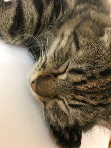 Photo de galerie - REO 