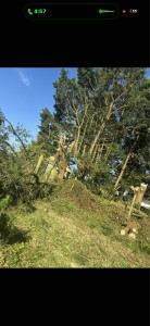 Photo de galerie - Abbatage 15 arbres 