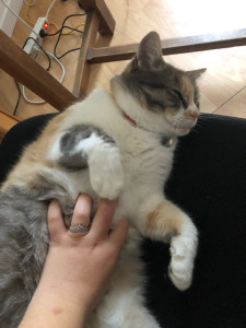 Photo de galerie - Plein de câlins 