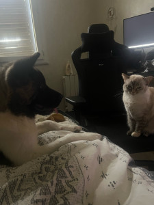 Photo de galerie - Mes animaux 