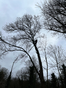 Photo de galerie - Abattage d’arbre établi sur la commune de Montmorency