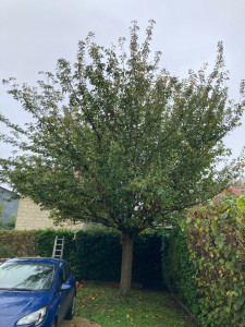 Photo de galerie - Elagage et coupe d'arbres