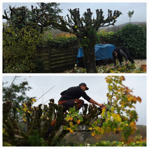 Photo de galerie - ? Intervention d'élagage en toute sécurité.
Travail soigné réalisé avec du matériel professionnel, dans le respect de l'arbre et de son environnement.
MT Élagage – Élagage, abattage, taille de haies, débroussaillage et entretien de vos espaces verts. Dev