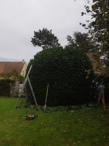 Photo de galerie - Teillage arrondi 